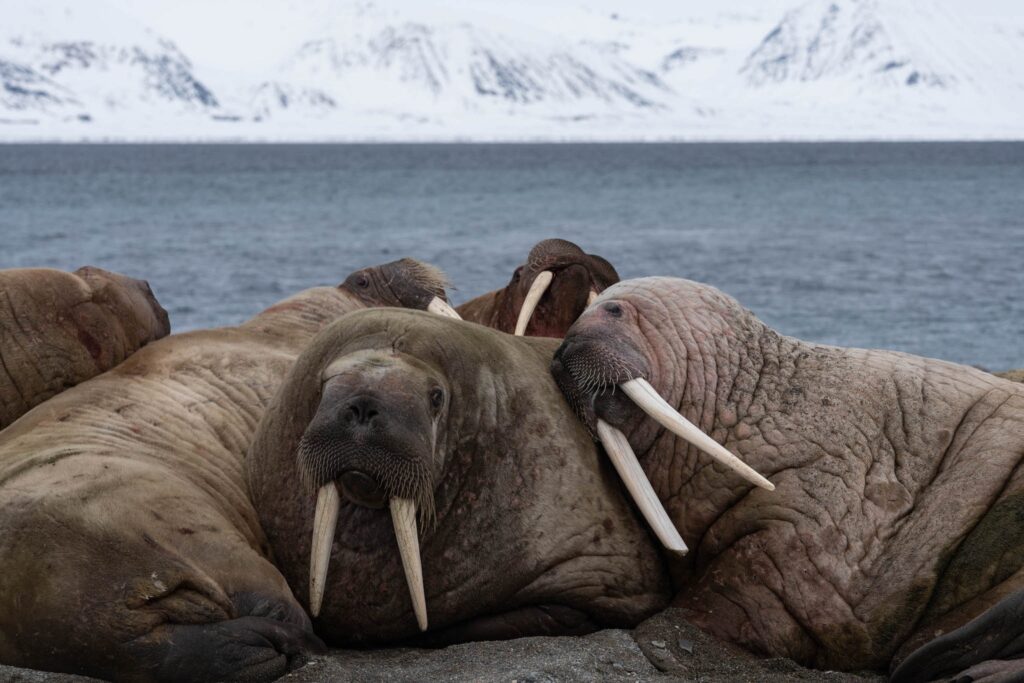 Ski og seil SeilNorge BB20190519 NP Svalbard A7R04129