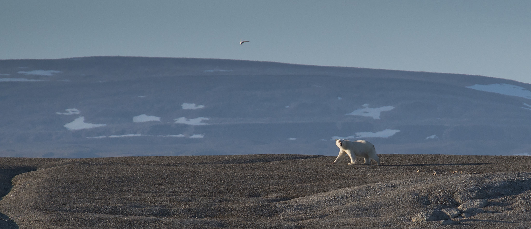 Svalbard SeilNorge Seiltur Svalbard rundt 2018 Natur Is Foto Mats Grimseth DSC 2982