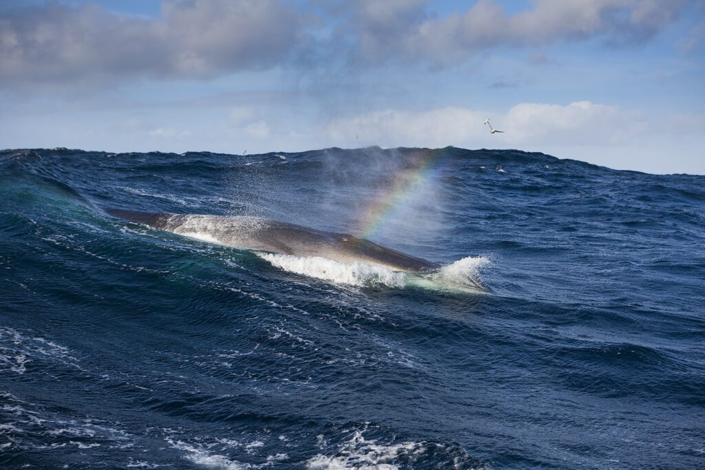 Our friends in the sea. Photo Mats Grimsæth. 