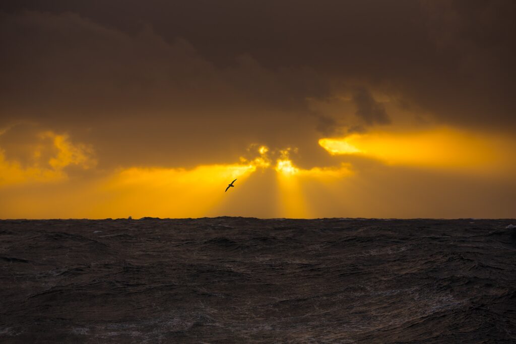 Open sea as far as the eye can see. And some birdlife. Photo by Mats Grimsæth.