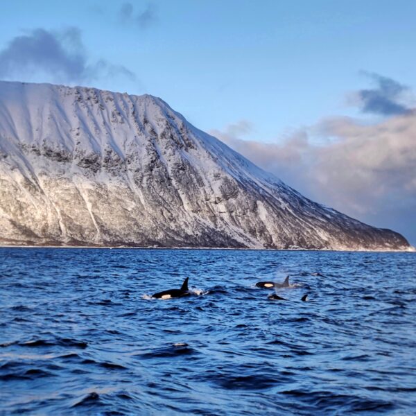 Whale and winter sailing 2023 Photo Magdalena Mical