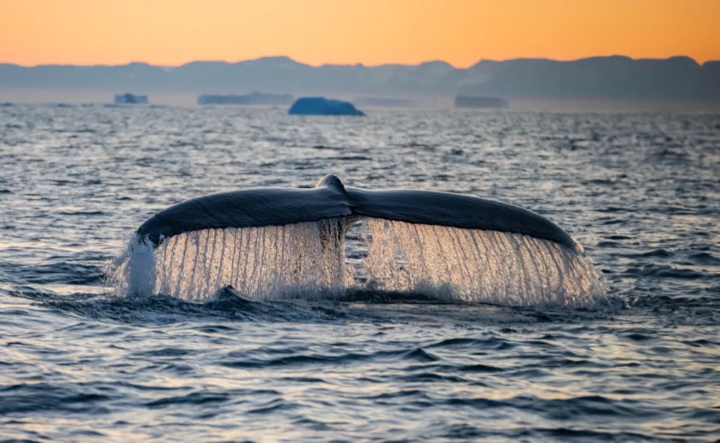 Whale,In,Disko,Bay,At,Midnigt,Sun.,Beautiful,Whale,Tail