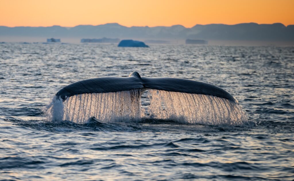 Whale,In,Disko,Bay,At,Midnigt,Sun.,Beautiful,Whale,Tail