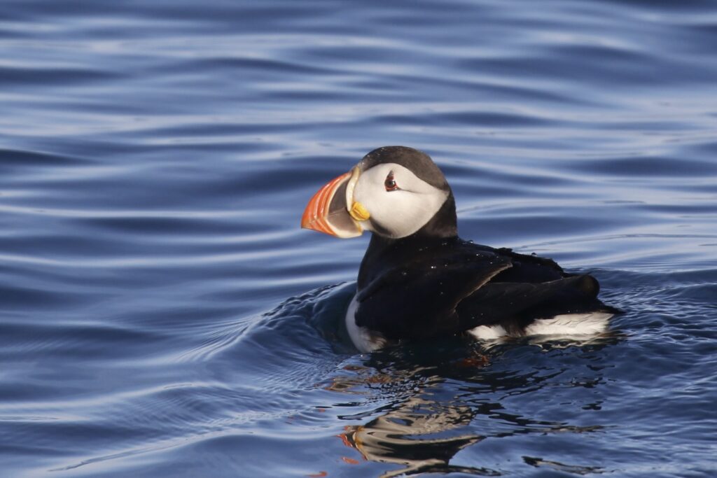 Miss Puffin. Photo Jeremiah Psiropoulos
