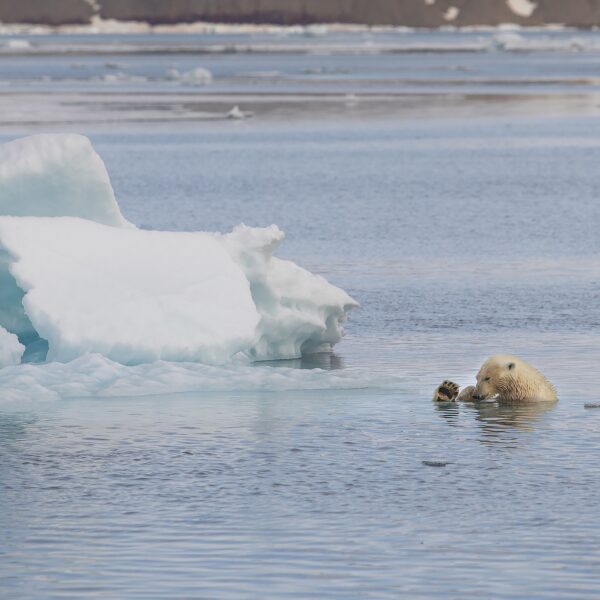 Svalbard Iskanten 2019 Foto Mats Grimsaeth IMG 2508