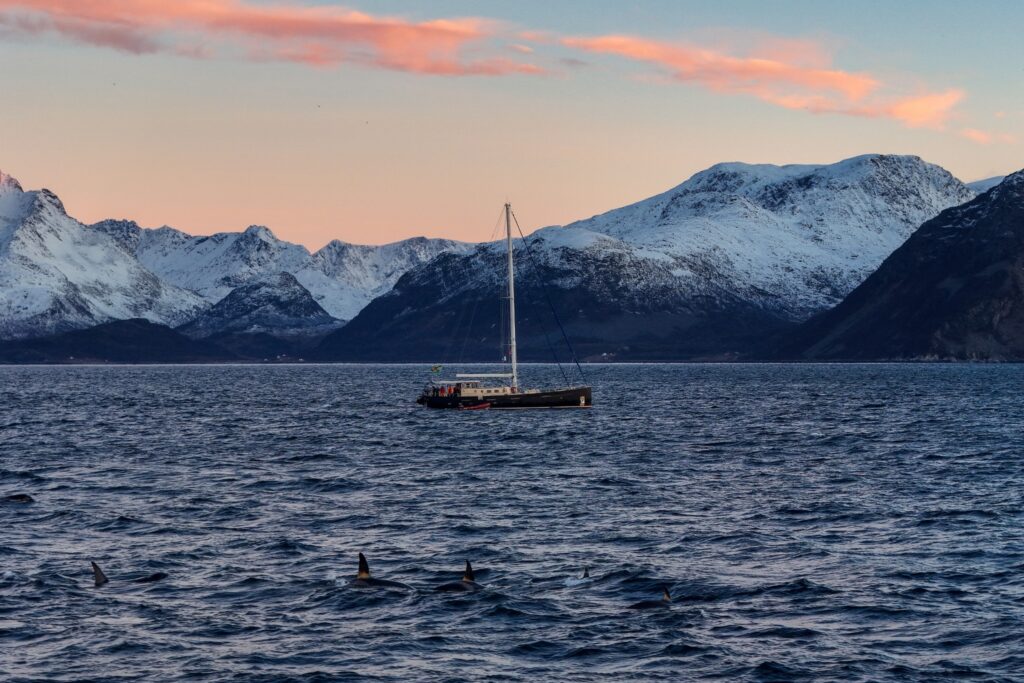 Tromso 2024 Seil Norge Valiente Orca Diving Trip Photograph: James Tomlinson