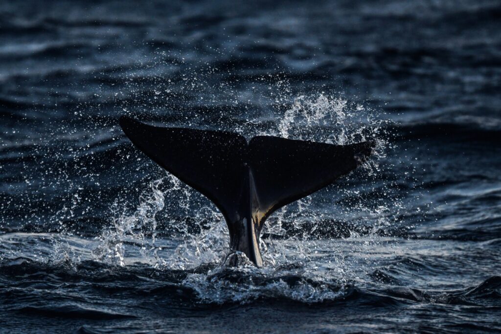 Get close!
Photo James Tomlinson