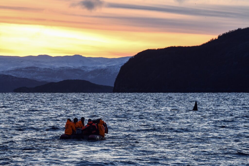 Orcas in the sunset
Photo James Tomlinson