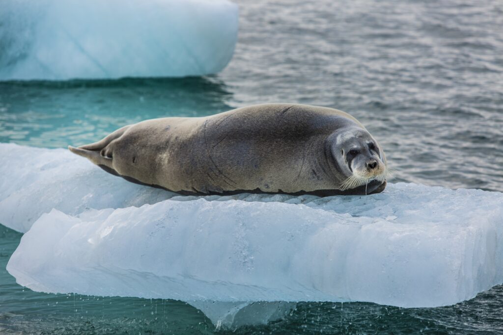 Miss Seal. Photo Katie Orlinsky