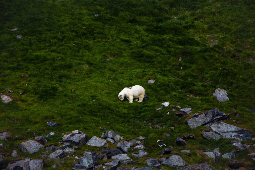 Mister Polar Bear. Photo Katie Orlinsky
