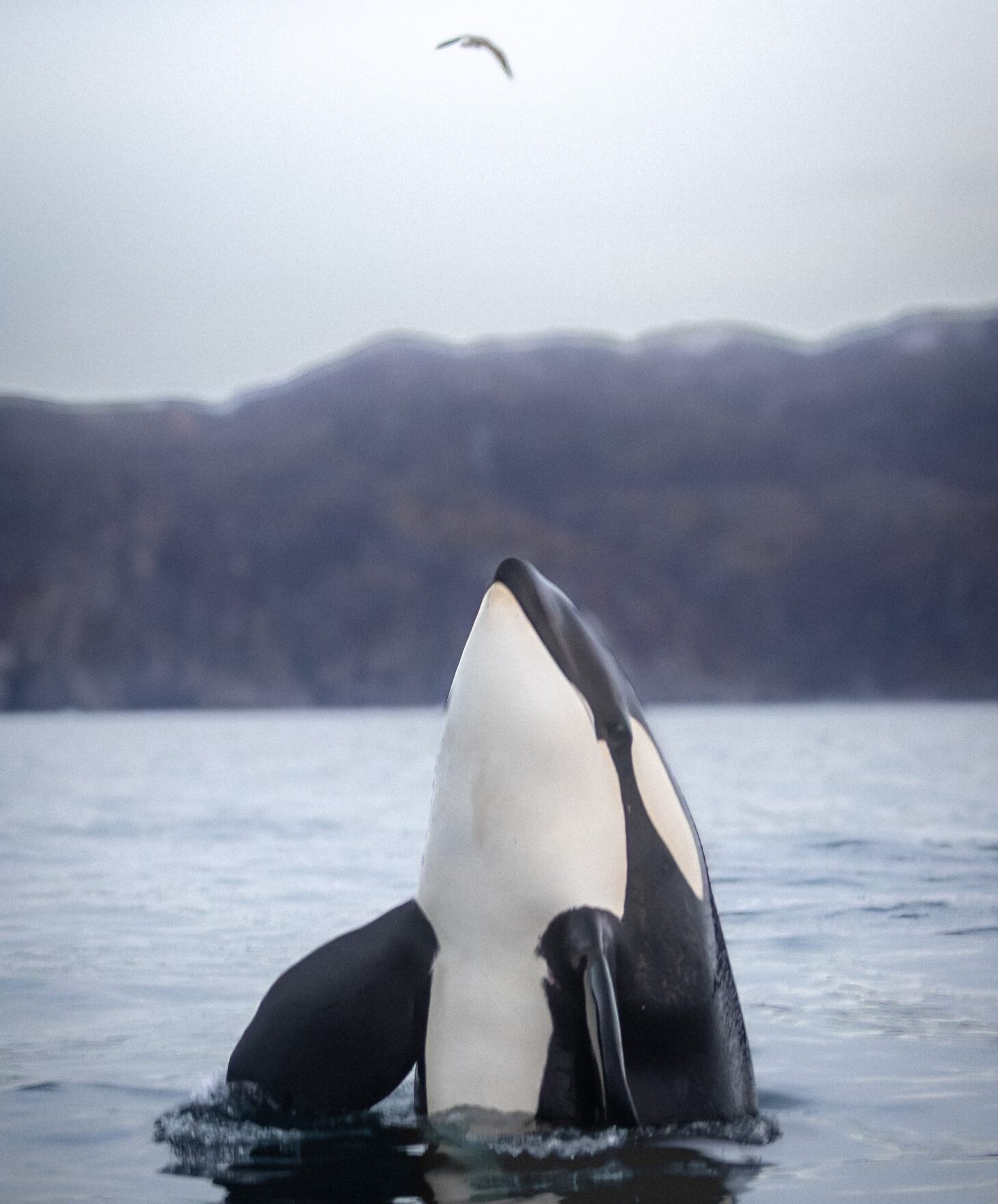 Sailing with Orcas & Whales under the Northern Lights, Guided by Olivia Jaxel