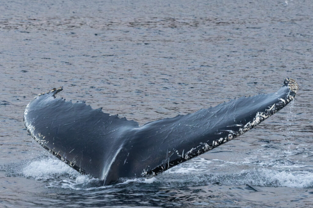 AQ5A2629 2 TanjaMatschi