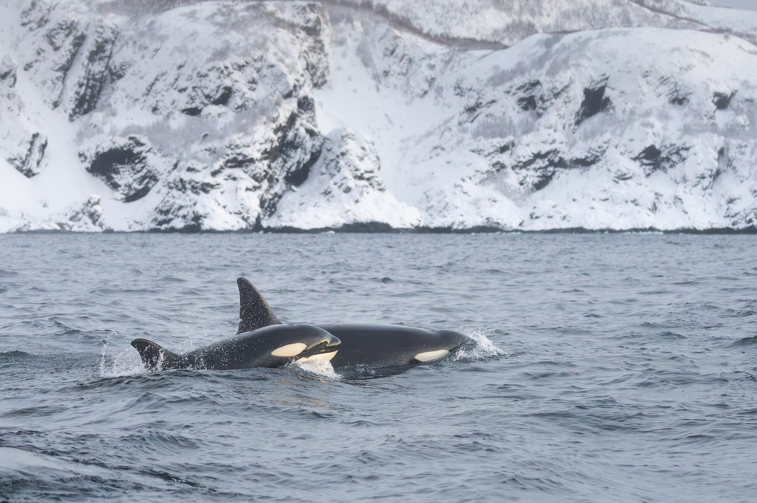 Orcas, Humpback Whales & Northern Lights, Guided by Tanja Matschi