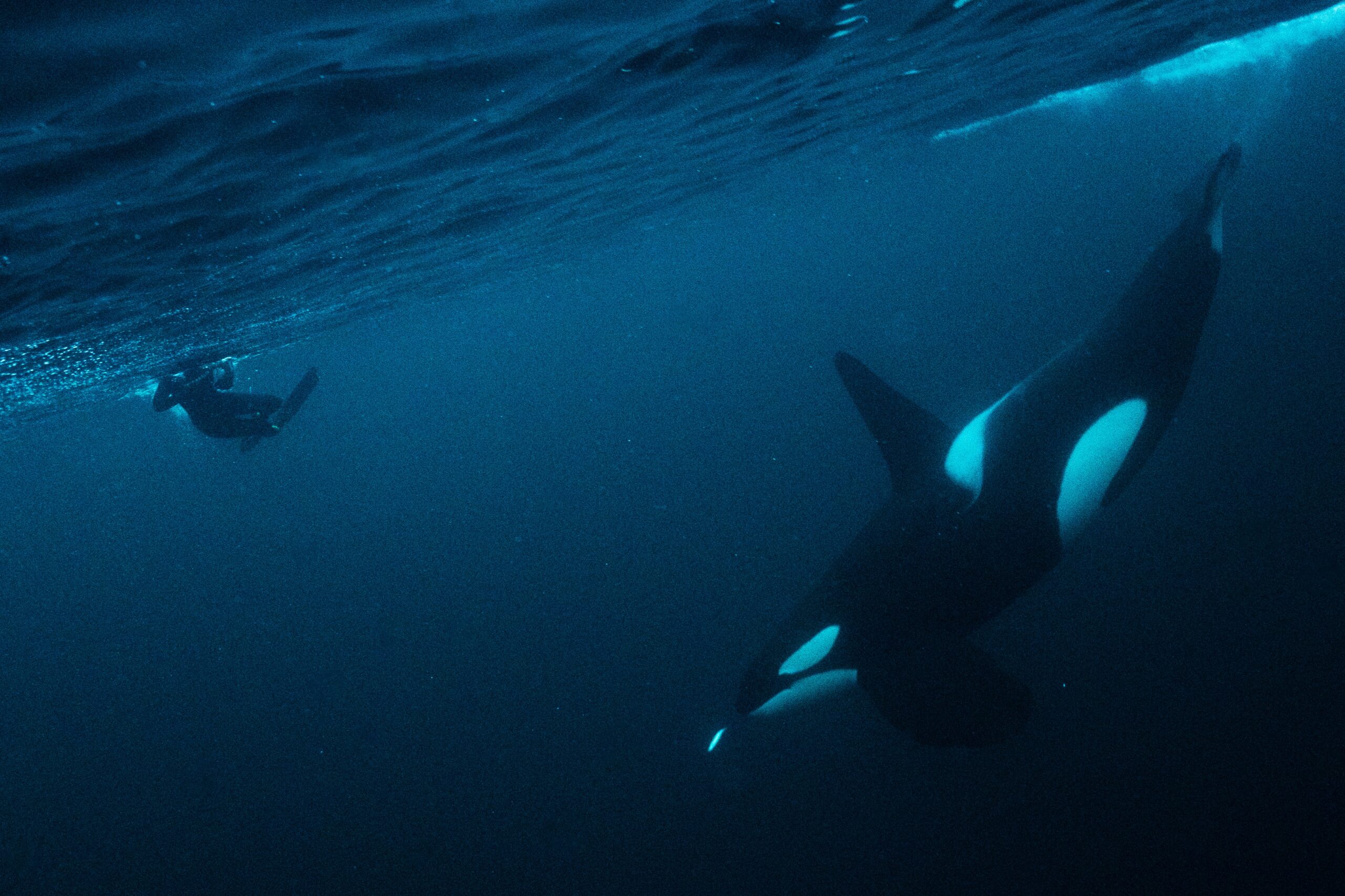 Freediving with orcas and whales in the Arctic!